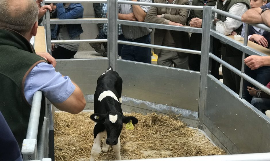 A calf in the new viewing pen