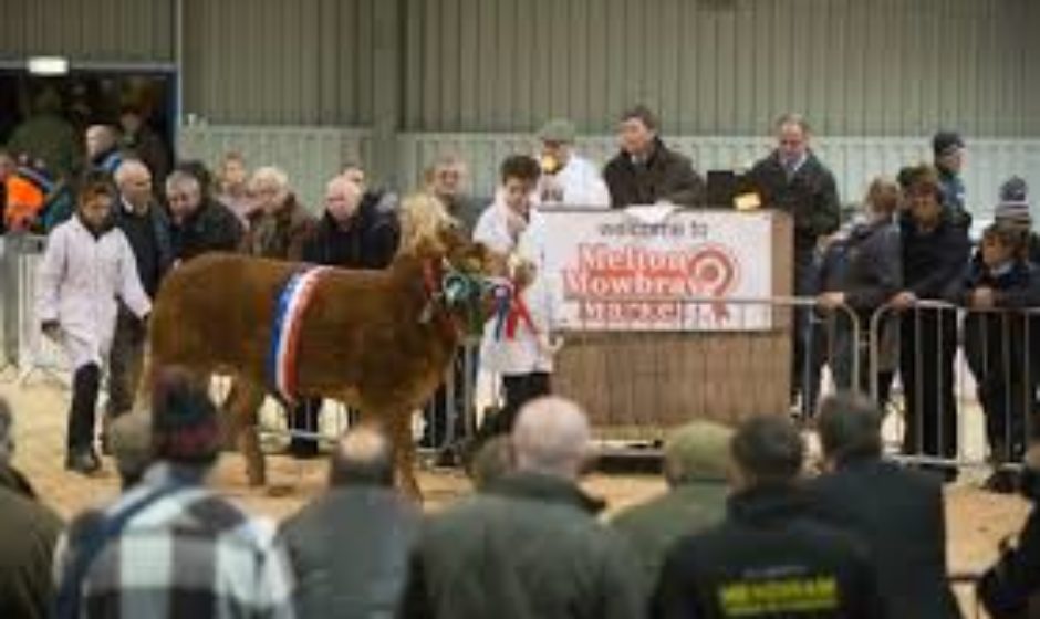A prize cow at auction