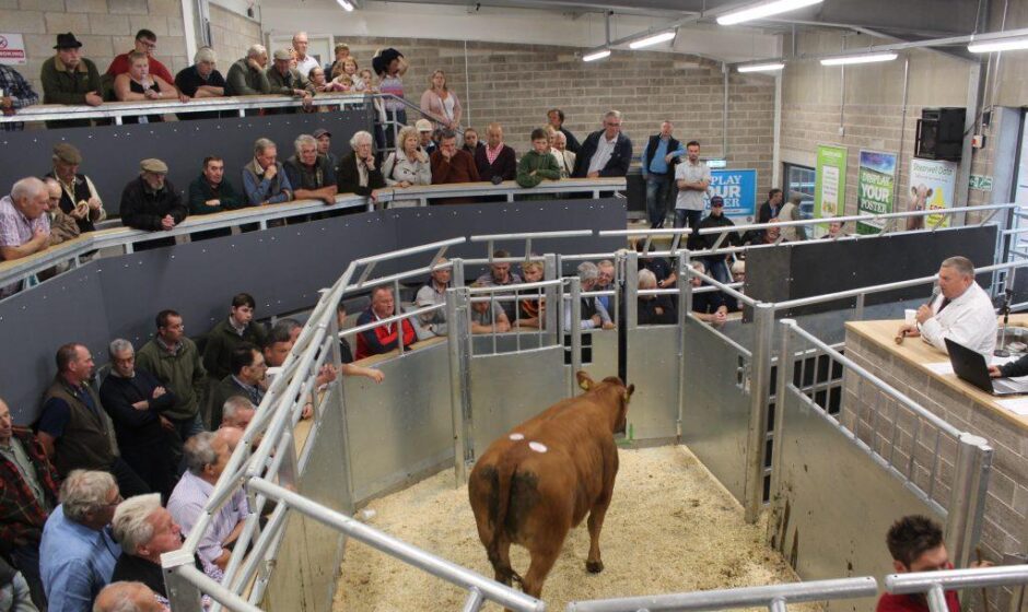 new livestock viewing gallery