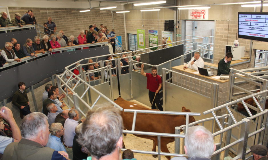 A cow at auction